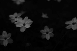 散歩中に撮影した花ニラ