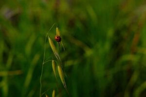 てんとう虫と緑