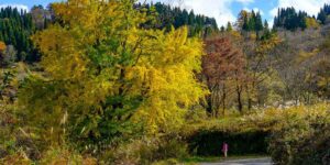 大銀杏の写真です。