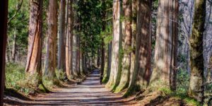戸隠神社の杉並木です。