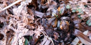 コゴミの出る前