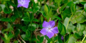 ニチニチソウ の写真です。