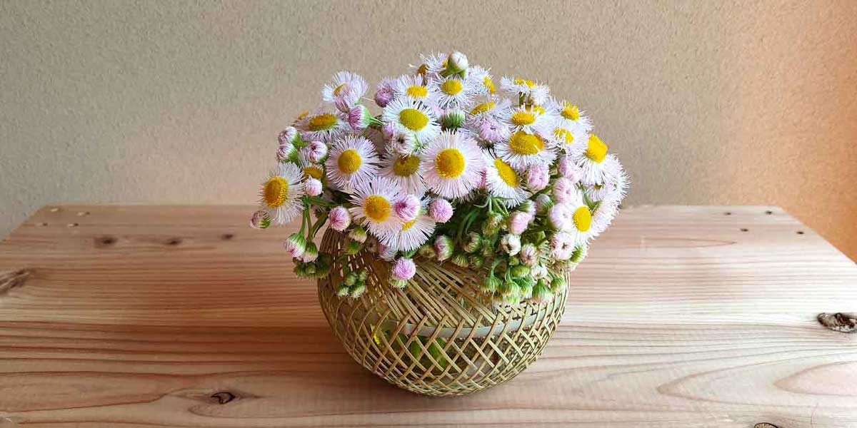 竹の良さを引き出したい | NOJI－竹工芸品の製作・販売－