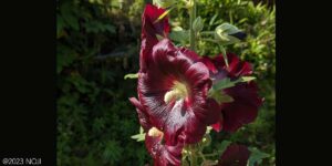 タチアオイの花