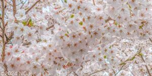 満開の桜の花