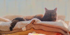 黒猫モネ、15歳から16歳へ