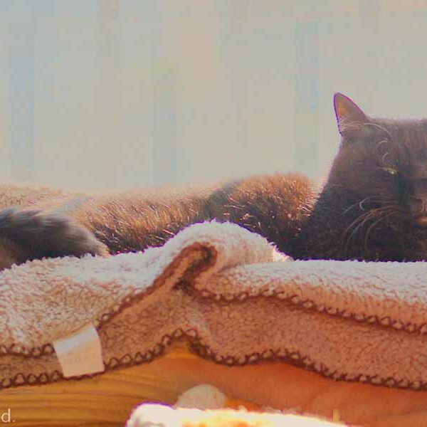我が家の猫